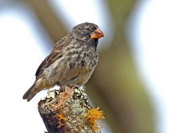 Medium Ground Finch