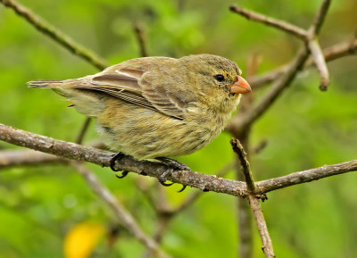 Small Tree Finch