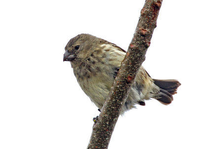 Vegetarian Finch