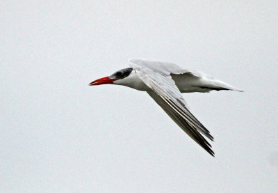 Caspian Tern