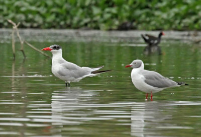 Caspian Tern