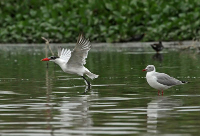 Caspian Tern