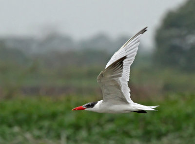 Caspian Tern