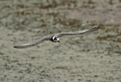 Black Tern