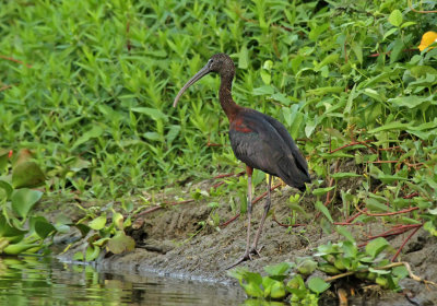 Glossy Ibis