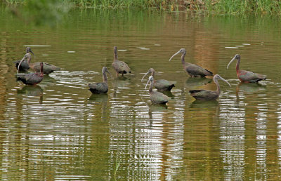 Glossy Ibis