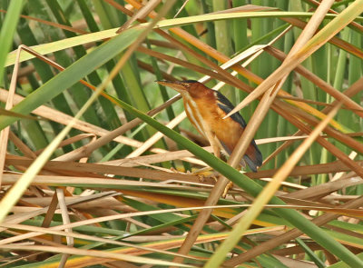 Least Bittern