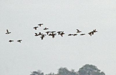 Lesser Scaup