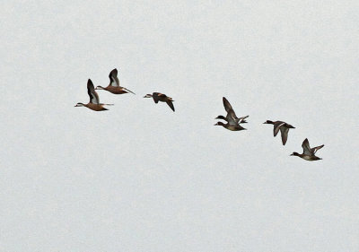 Lesser Scaup