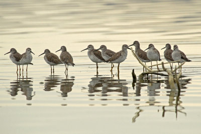 Stilt Sandpiper