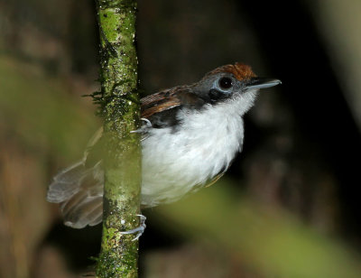 Bicolored Antbird