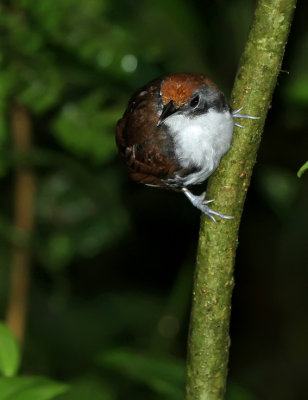 Bicolored Antbird