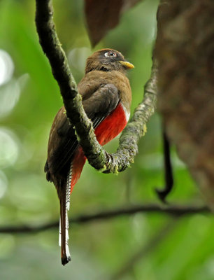 Collared Trogon