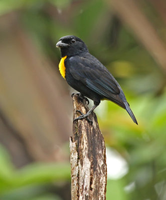 Golden-chested Tanager