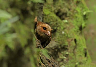 Oilbird