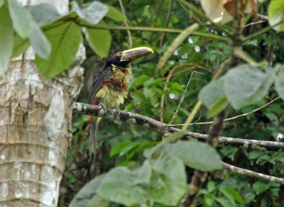 Pale-mandibled x Stripe-billed Aracari