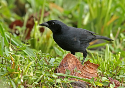 Scrub Blackbird