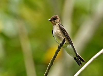 Southern Rough-winged Swallow