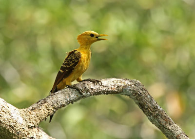 Cream-coloured Woodpecker