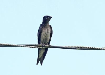 Gray-breasted Martin