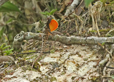 Anolis ortonii