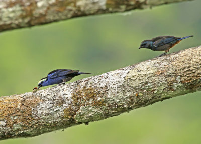 Opel-crowned Tanager
