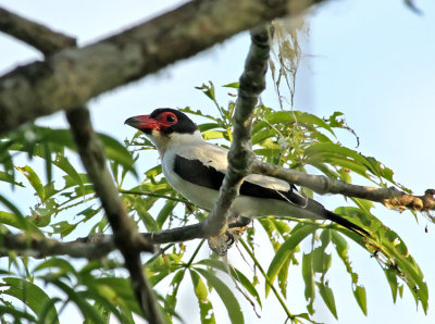 Black-tailed Tityra