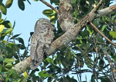 Great Potoo