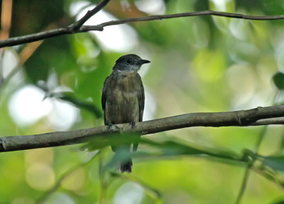 Orange-crested Manakin