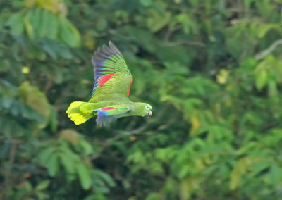 Yellow-crowned Parrot