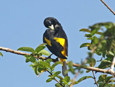 Yellow-rumped Cacique