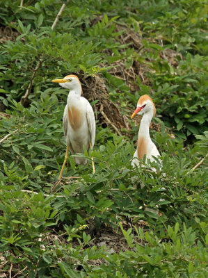 Cattle Egret