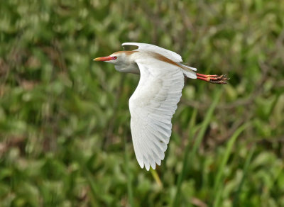 Cattle Egret