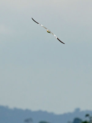 Large-billed Tern