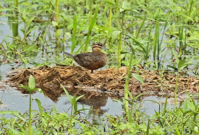 Masked Duck