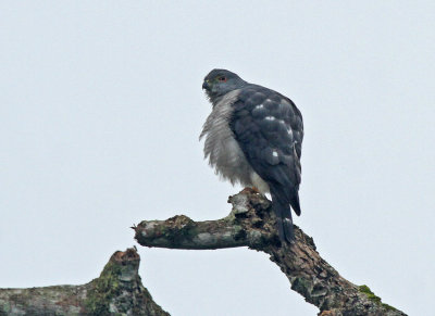 Double-toothed Kite