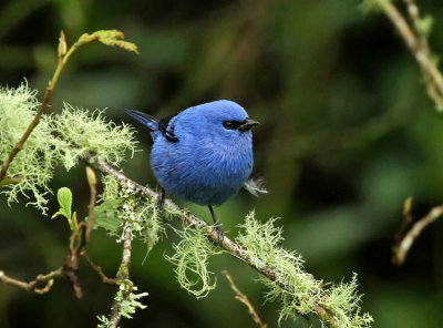 Blue-and-black Tanager