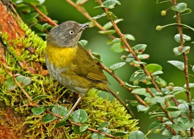 Common Bush-Tanager