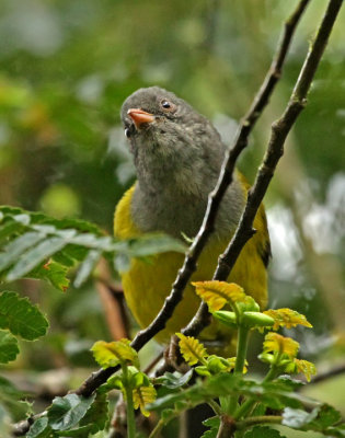 Gray-hooded Bush-Tanager