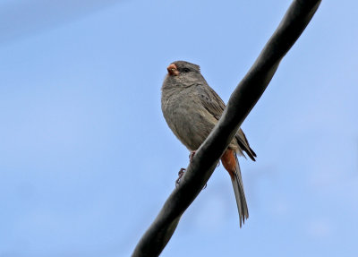 Plain-colored Seedeater