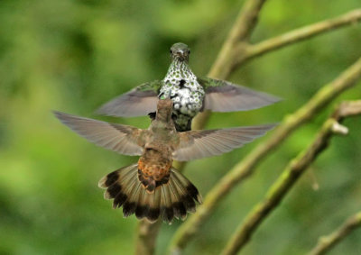 Brown Violetear