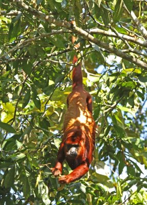Red Howler Monkey