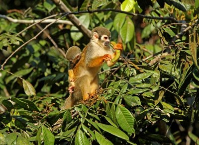 Squirrel-Monkey.jpg