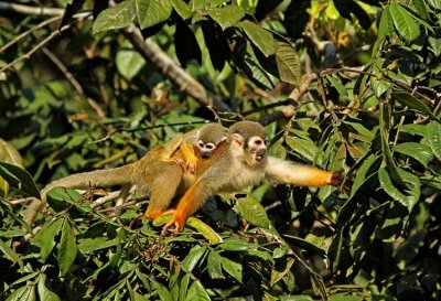 Squirrel Monkey