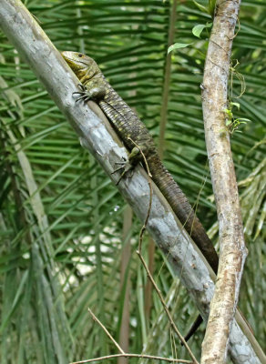 Cayman Lizard