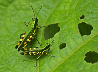 Grasshopper-Wildsumaco.jpg