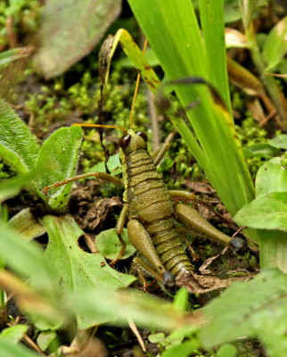 Grasshopper-Wildsumaco2.jpg