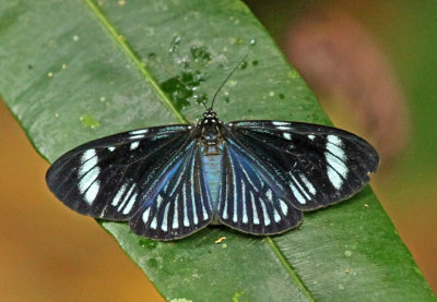 Moth Arctiinae