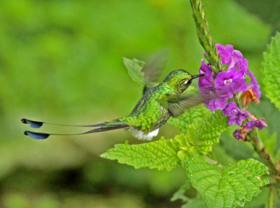 Booted Raquet-tail