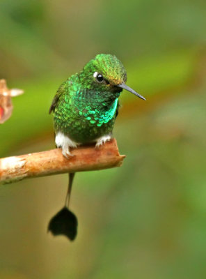 Booted Raquet-tail